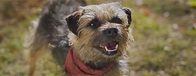 Strays: A Revenge Comedy About Dogs, For Adults image